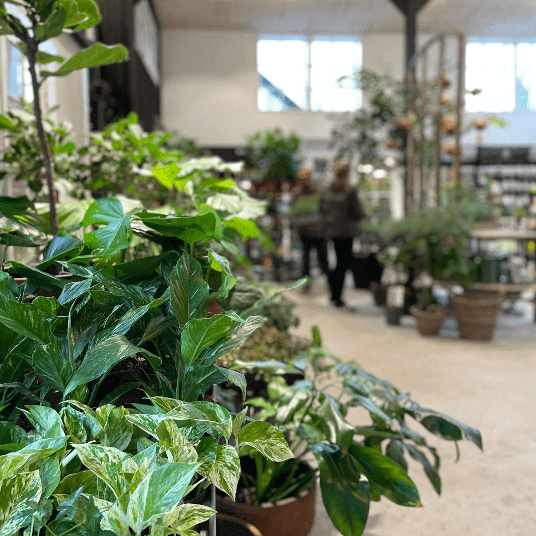 Grønne planter