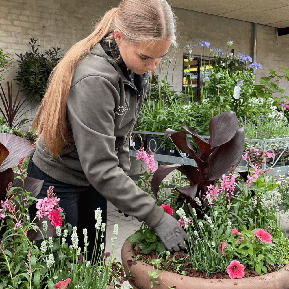 Omplantning af krukke