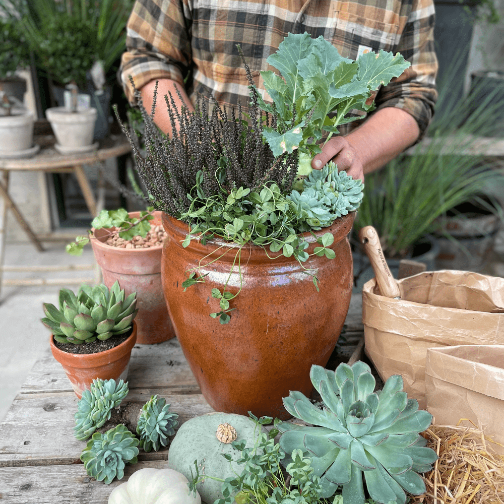 Omplantning af krukke